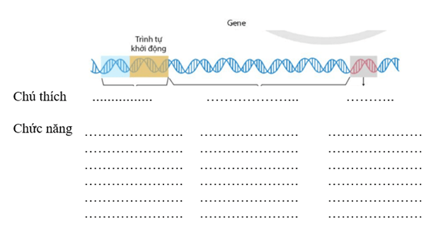 Giáo án Sinh học 12 Cánh diều Bài 1: Gene và sự tái bản DNA