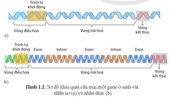 Giáo án Sinh học 12 Cánh diều Bài 1: Gene và sự tái bản DNA