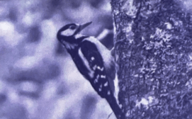 Bài tập phát triển năng lực Tiếng Việt lớp 3 Tuần 23: Cuộc sống mến thương (trang 21, 22, 23, 24) (ảnh 4)