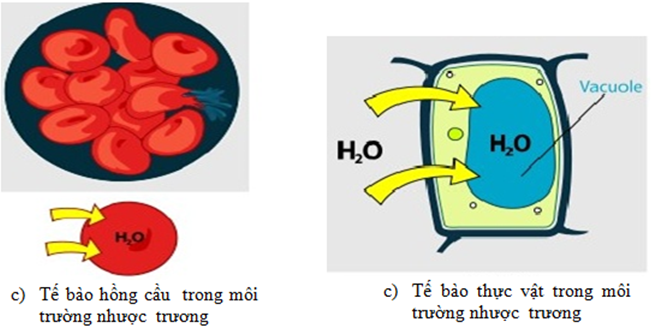 Bài 11: Vận chuyển các chất qua màng sinh chất