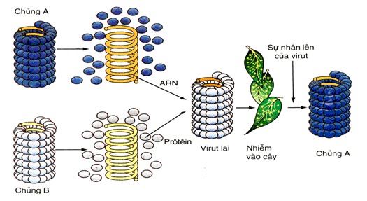 Bài 27: Các yếu tố ảnh hưởng đến sinh trưởng của vi sinh vật