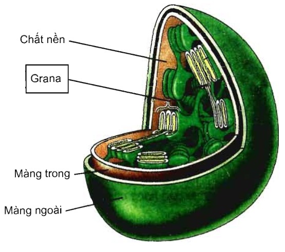 Bài 9: Tế bào nhân thực (tiếp theo)