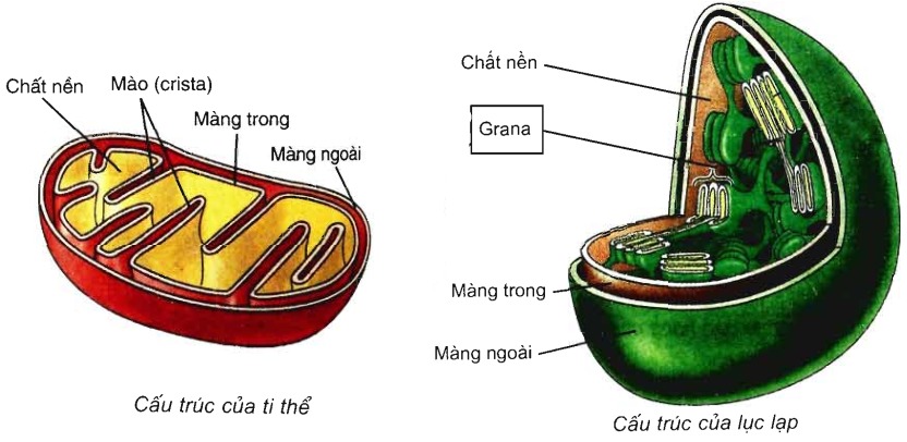 Bài 9: Tế bào nhân thực (tiếp theo)