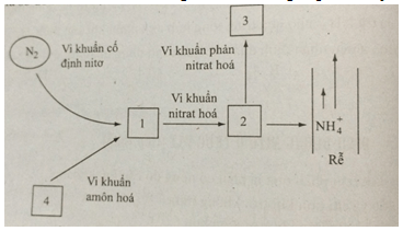 Bài tập trắc nghiệm Sinh học 11 | Câu hỏi trắc nghiệm Sinh học 11 có đáp án