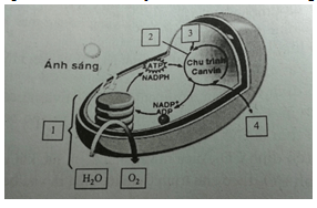 Bài tập trắc nghiệm Sinh học 11 | Câu hỏi trắc nghiệm Sinh học 11 có đáp án