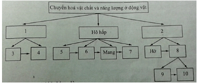 Bài tập trắc nghiệm Sinh học 11 | Câu hỏi trắc nghiệm Sinh học 11 có đáp án