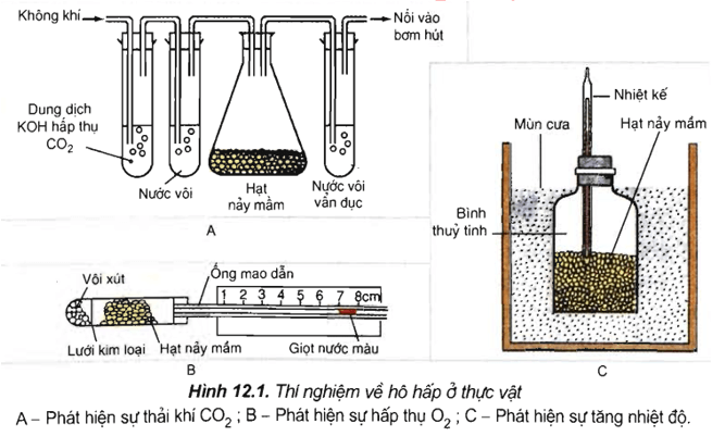 Trắc nghiệm Sinh 11 Bài 12 có đáp án năm 2023 (sách mới)