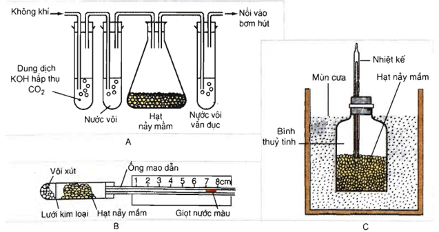 Trắc nghiệm Sinh 11 Bài 12 có đáp án năm 2023 (sách mới)