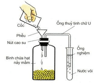 Trắc nghiệm Sinh 11 Bài 12 có đáp án năm 2023 (sách mới)