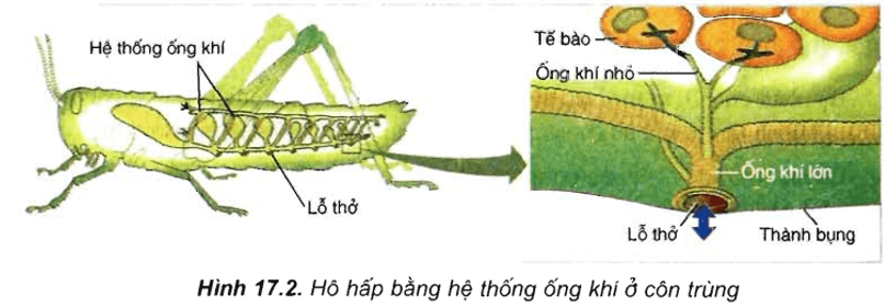 Trắc nghiệm Sinh 11 Bài 17 có đáp án năm 2023 (sách mới)