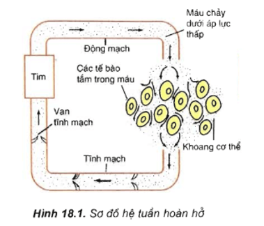 Trắc nghiệm Sinh 11 Bài 18 có đáp án năm 2023 (sách mới)