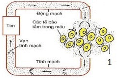 Trắc nghiệm Sinh 11 Bài 18 có đáp án năm 2023 (sách mới)