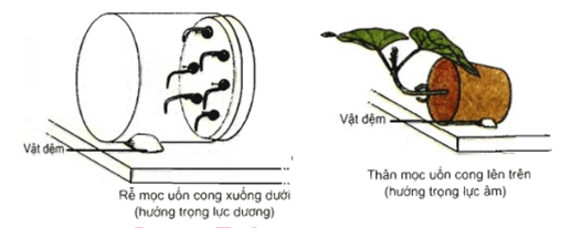 Trắc nghiệm Sinh 11 Bài 23 có đáp án năm 2023 (sách mới)