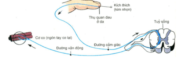 Trắc nghiệm Sinh 11 Bài 26 có đáp án năm 2023 (sách mới)