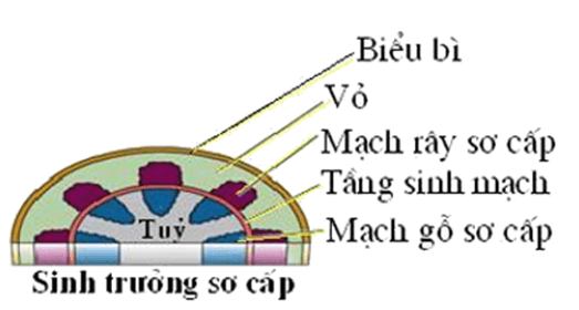 Trắc nghiệm Sinh học 11 Bài 34 năm 2023 (có đáp án)