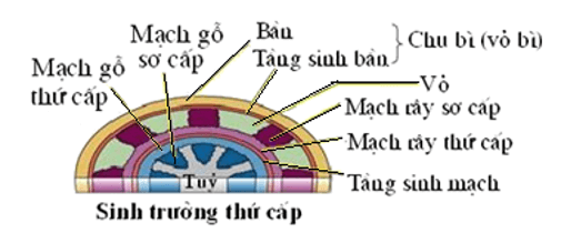 Trắc nghiệm Sinh học 11 Bài 34 năm 2023 (có đáp án)