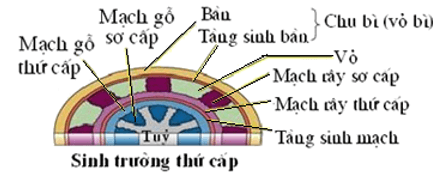 Trắc nghiệm Sinh học 11 Bài 34 năm 2023 (có đáp án)