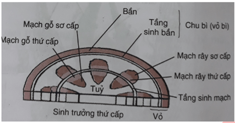 Trắc nghiệm Sinh học 11 Bài 34 năm 2023 (có đáp án)