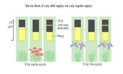 Trắc nghiệm Sinh học 11 Bài 36 năm 2023 (có đáp án)