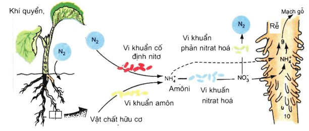 Trắc nghiệm Sinh 11 Bài 6 có đáp án năm 2023 (sách mới)