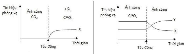 Trắc nghiệm Sinh 11 Bài 9 có đáp án năm 2023 (sách mới)