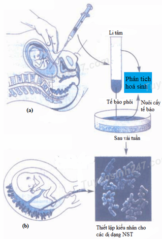 Trắc nghiệm Sinh học 12 Bài 1 (có đáp án): Gen, mã di truyền và quá trình nhân đôi ADN