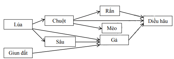 Trắc nghiệm Sinh học 12 Bài 1 (có đáp án): Gen, mã di truyền và quá trình nhân đôi ADN