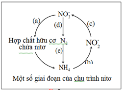 Trắc nghiệm Sinh học 12 Bài 1 (có đáp án): Gen, mã di truyền và quá trình nhân đôi ADN