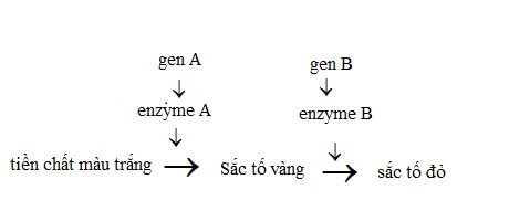 TƯƠNG TÁC GEN