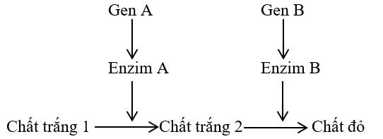 TƯƠNG TÁC GEN