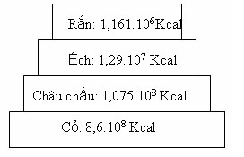 DÒNG NĂNG LƯỢNG TRONG HỆ SINH THÁI VÀ HIỆU SUẤT SINH THÁI