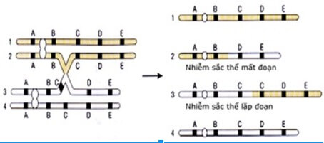 NHIỄM SẮC THỂ VÀ ĐỘT BIẾN CẤU TRÚC NST