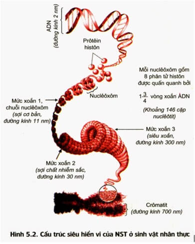 NHIỄM SẮC THỂ VÀ ĐỘT BIẾN CẤU TRÚC NST