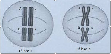 ĐỘT BIẾN SỐ LƯỢNG NST - ĐỘT BIẾN LỆCH BỘI