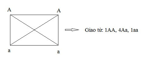 QUY LUẬT PHÂN LI