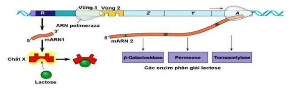 ÔN TẬP CHƯƠNG 1 - CƠ CHẾ DI TRUYỀN VÀ BIẾN DỊ