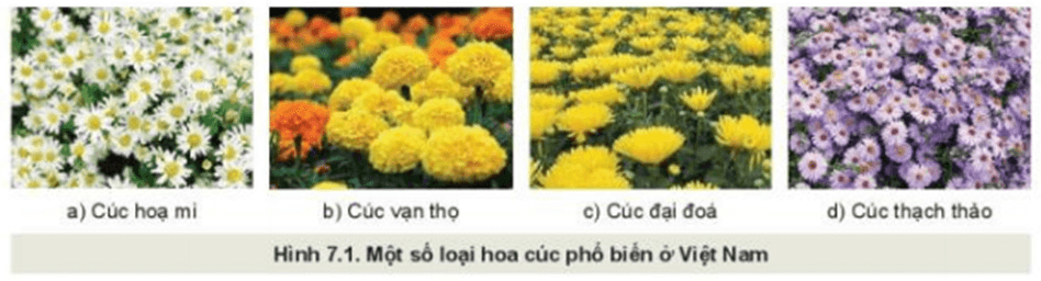 Quan sát hình 7.1 và mô tả đặc điểm của một số loại hoa cúc đang được trồng phổ biến ở địa phương em