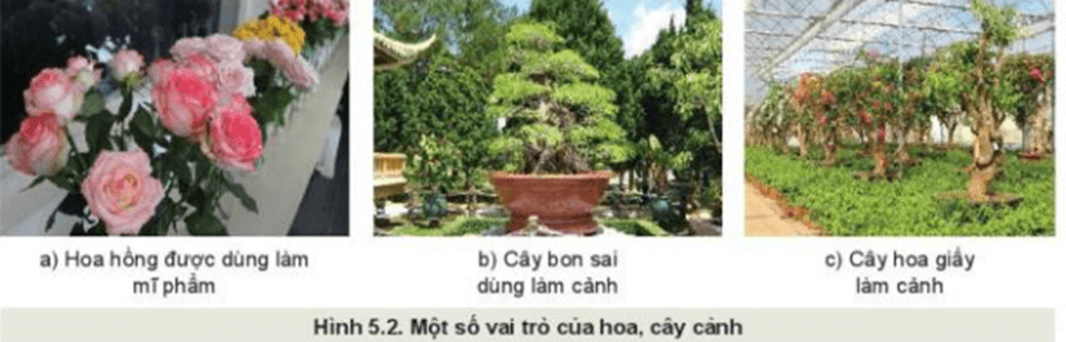 Quan sát Hình 5.2, kết hợp với hiểu biết của bản thân, nêu vai trò của hoa và cây cảnh