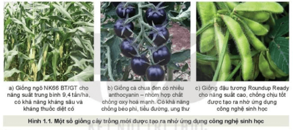 Đọc nội dung mục II.1 và quan sát Hình 1.1, nêu một số ưu điểm nổi trội của các giống cây trồng được tạo ra nhờ công nghệ gene