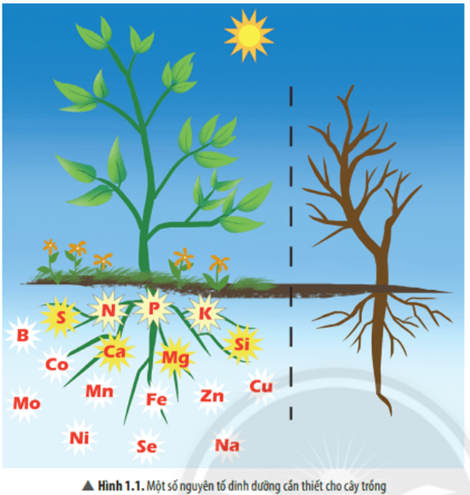 Quan sát Hình 1.1, em hãy kể tên một số nguyên tố dinh dưỡng cần thiết