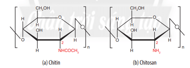 Em có nhận xét về công thức cấu tạo của chitin và chitosan