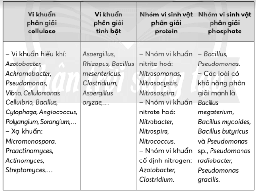 Hãy kể tên một số vi khuẩn phân hủy các chất hữu cơ trong môi trường