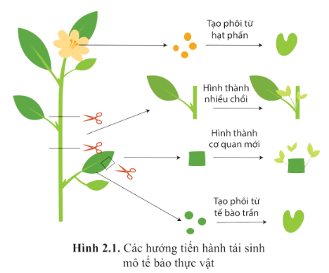 Hãy quan sát hình 2.1 và cho biết người ta có thể nhân giống vô tính để tạo
