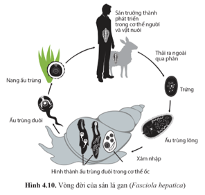 Quan sát hình 4.10 và mô tả lại chu trình sống và gây bệnh của sán lá