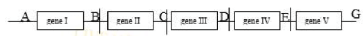 Bài tập xác định số loại kiểu gene trên NST và cách giải