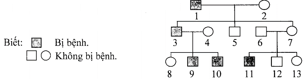 Cách giải bài tập xác suất trong di truyền người – di truyền phả hệ