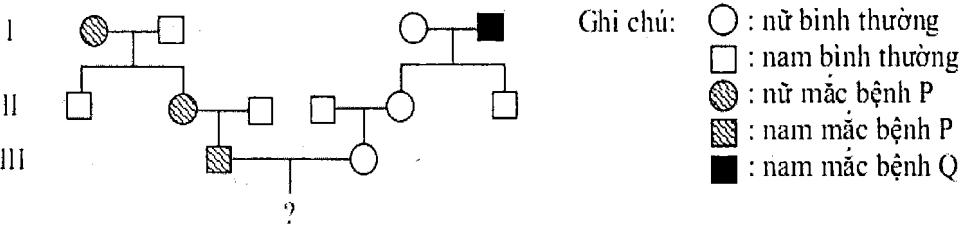 Cách giải bài tập xác suất trong di truyền người – di truyền phả hệ