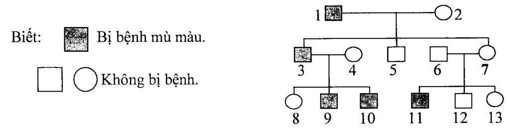 Cách giải bài tập xác suất trong di truyền người – di truyền phả hệ