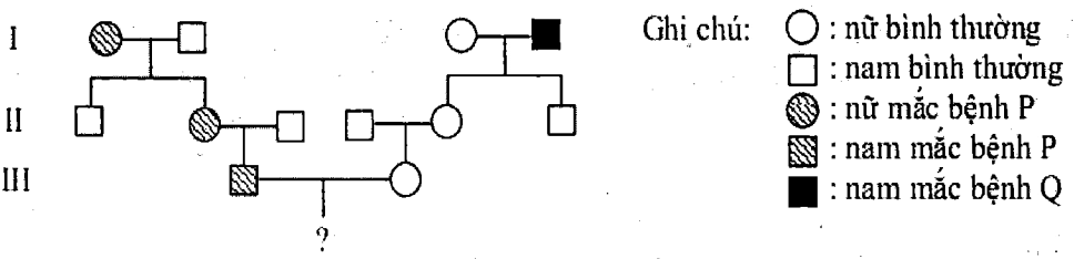 Cách giải bài tập xác suất trong di truyền người – di truyền phả hệ