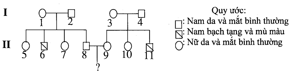 Cách giải bài tập xác suất trong di truyền người – di truyền phả hệ